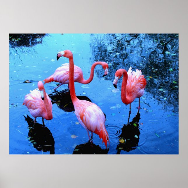 Flamingos Dancing Poster (Front)