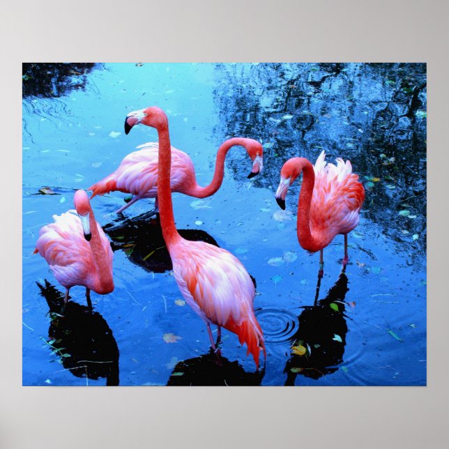 Flamingos Dancing Poster (Front)