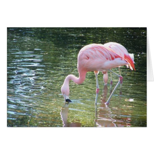 Flamingo's Drink Cards (Front Horizontal)