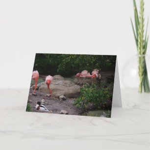 "Flamingos & Duck" Thank You Card