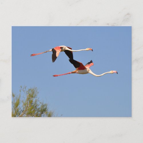 Flamingos in flight holiday postcard