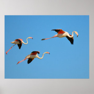 Flamingos in flight poster