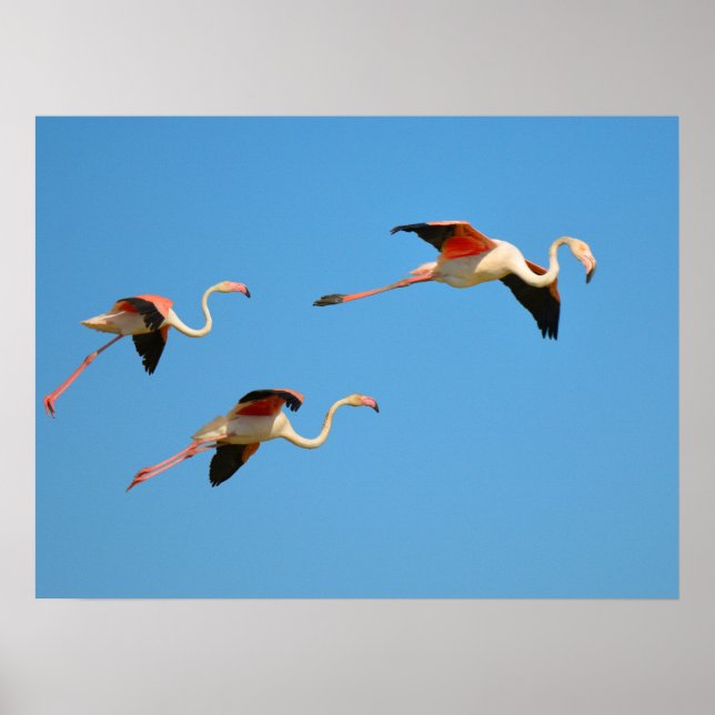 Flamingos in flight poster (Front)
