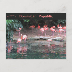 Flamingos in Santo Domingo Dominican Republic Postcard