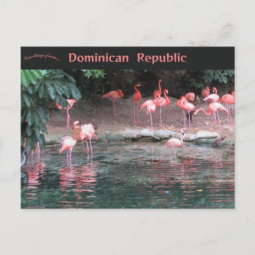 Flamingos in Santo Domingo Dominican Republic  Postcard