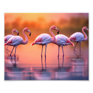Flamingos Photo Print