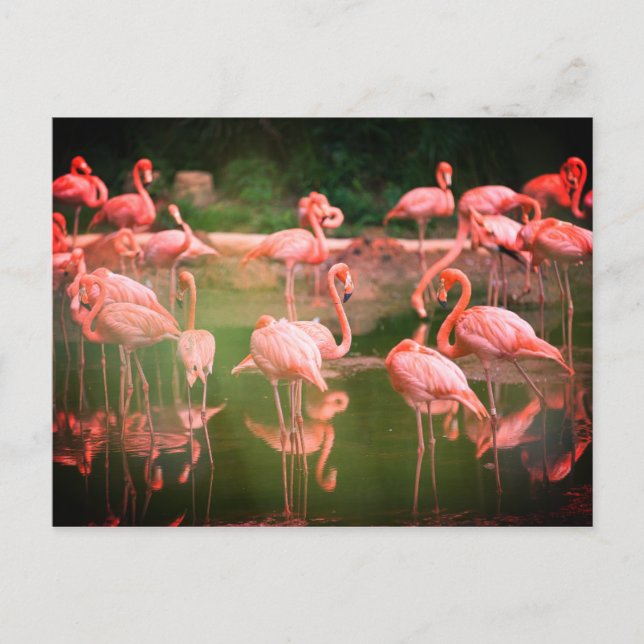 Flamingos Pink  Postcard (Front)