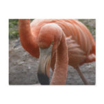Flamingos Postcard