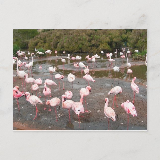 Flamingos postcard (Front)