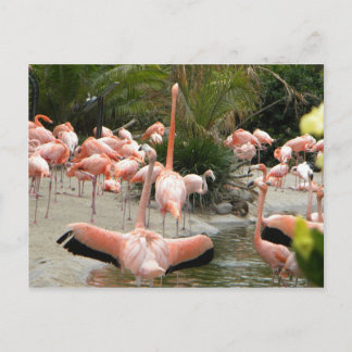 Flamingos Postcard