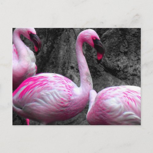 Flamingos POSTCARD