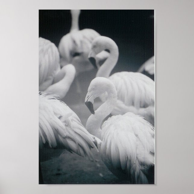 Flamingos Poster (Front)