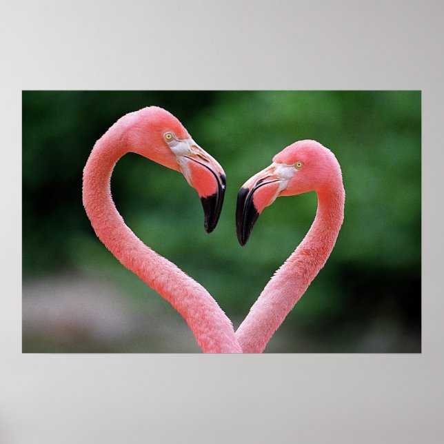 Flamingos print (Front)