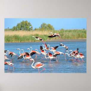 Flamingos running on water in Camargue Poster