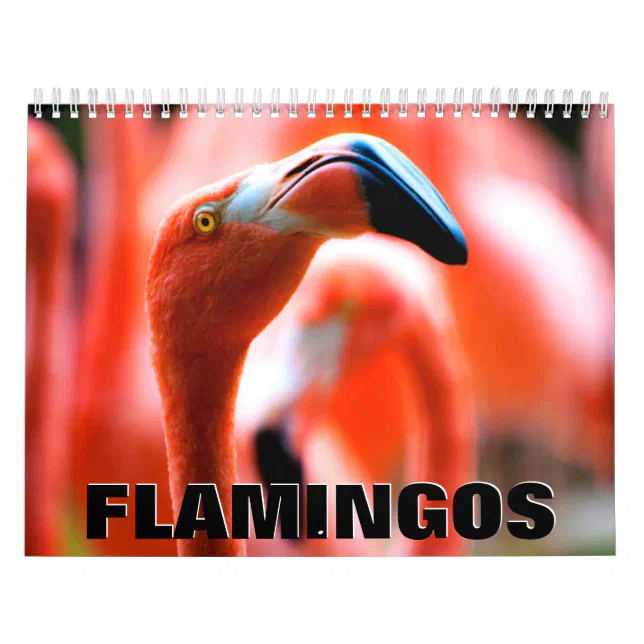 Flamingos Wall Calendar Zazzle