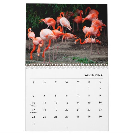 Flamingos Wall Calendar Zazzle