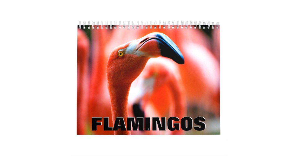 Flamingos Wall Calendar Zazzle