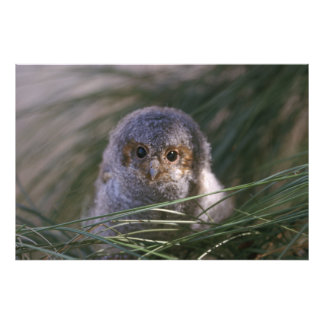 Flammulated Owl Chick Photograph
