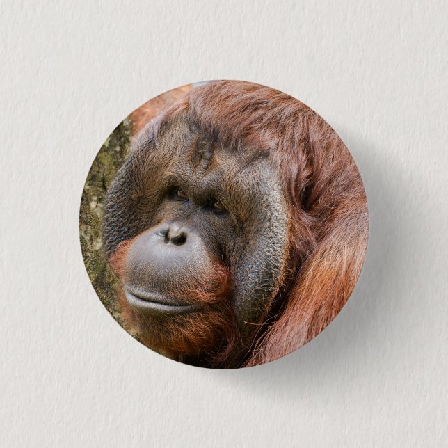 Flanged male orangutan button (Front)
