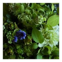 Flannel Flower, Arabicum, Phylica, Ryobu, Botanica