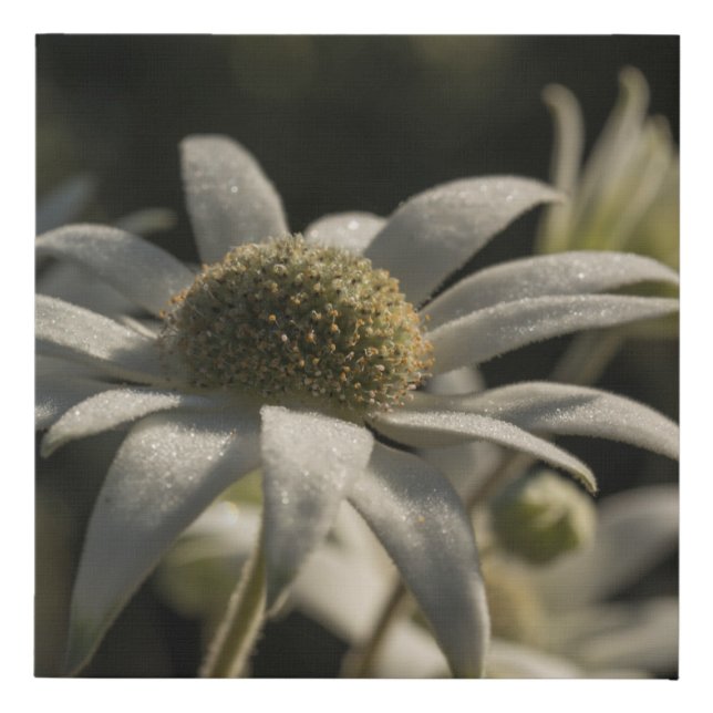Flannel Flower Australian native flower Faux Canvas Print (Front)