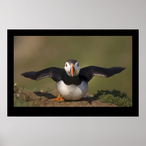 Flapping Puffin Poster