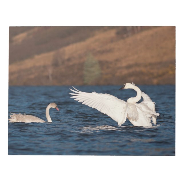 Flapping Swan Notepad (Front)