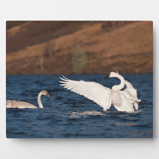 Flapping Swan Plaque (Front)