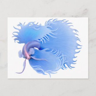 Flaring Betta Splendens Postcard