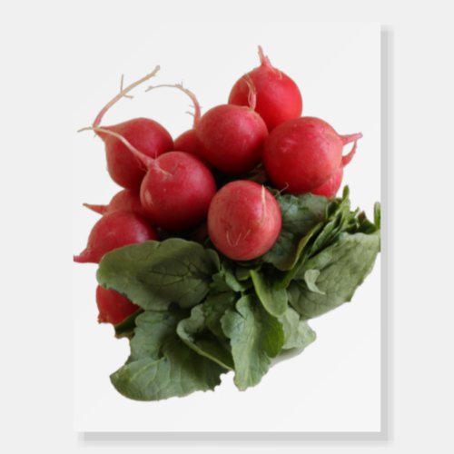 Flaring Red Radish Bunch  Foam Board