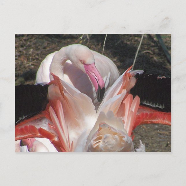 Flash Me! Postcard (Front)