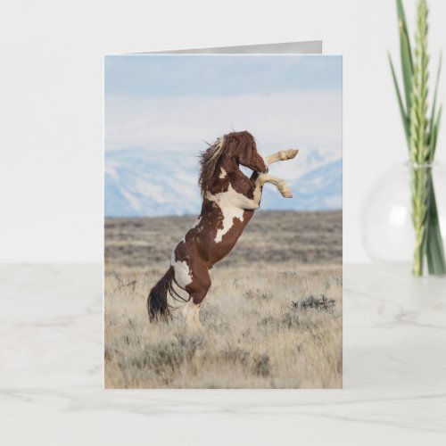 Flash Rears Wild Horse Greeting Card