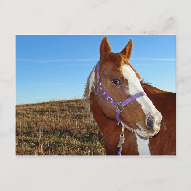 Flashy in Nebraka Postcard (Front)