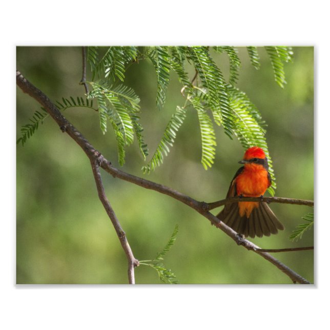 Flashy Male Vermillion Flycatcher bird Photo Print (Front)