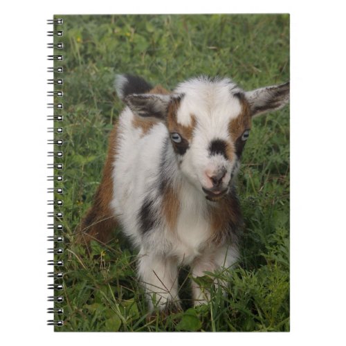 Flashy Nigerian Dwarf Dairy Goat Kid Notebook