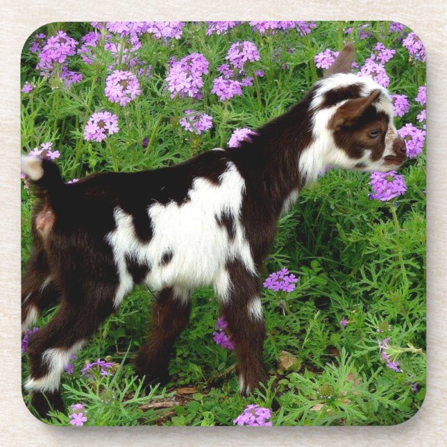 Flashy Nigerian Dwarf Goat Kid in purple flowers Beverage Coaster (Front)