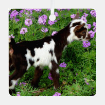 Flashy Nigerian Dwarf Goat Kid in purple flowers