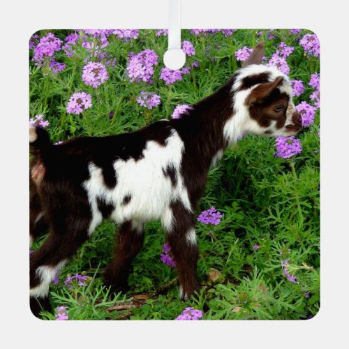 Flashy Nigerian Dwarf Goat Kid in purple flowers Metal Ornament