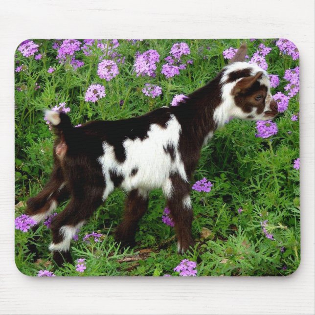 Flashy Nigerian Dwarf Goat Kid in purple flowers Mouse Pad (Front)