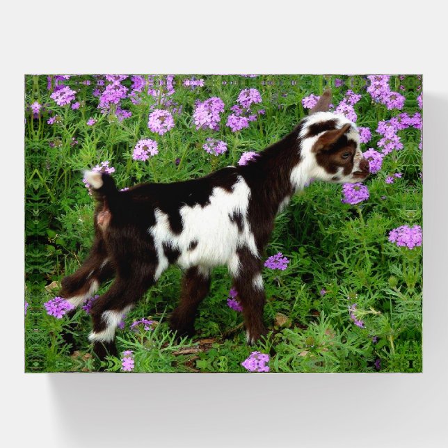 Flashy Nigerian Dwarf Goat Kid in purple flowers Paperweight (Front)