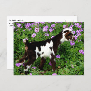 Flashy Nigerian Dwarf Goat Kid in purple flowers Postcard