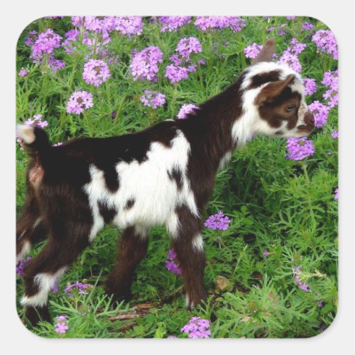 Flashy Nigerian Dwarf Goat Kid in purple flowers Square Sticker
