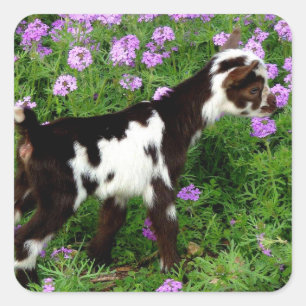 Flashy Nigerian Dwarf Goat Kid in purple flowers Square Sticker