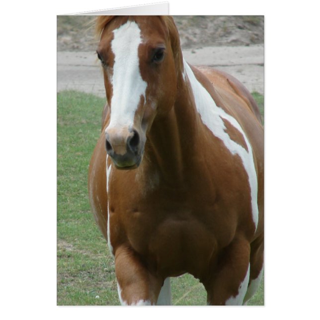 Flashy Paint Horse Cards (Front)