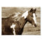 Flashy Tobinano Mare Sepia