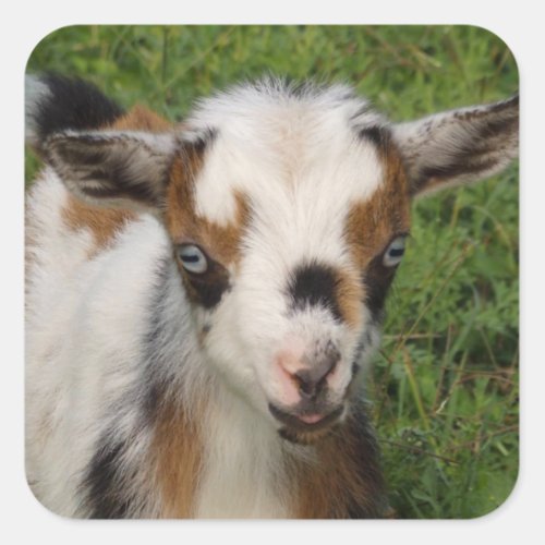 Flashy Tri Color Nigerian Dwarf Goat Kid Square Sticker