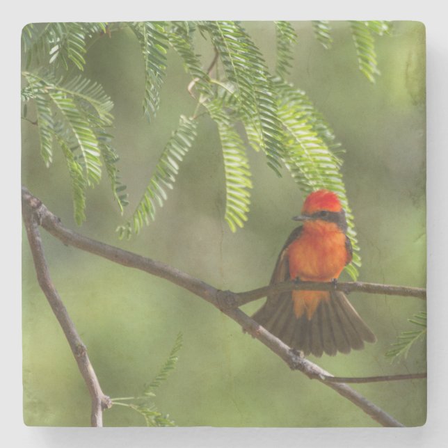 Flashy  Vermillion Flycatcher Stone Coaster (Front)