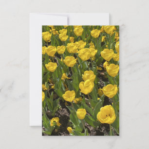 Flat Blank Card - Beautiful Tulips Bowral