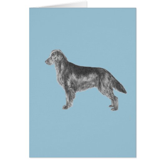 Flat Coated Retriever (Front)