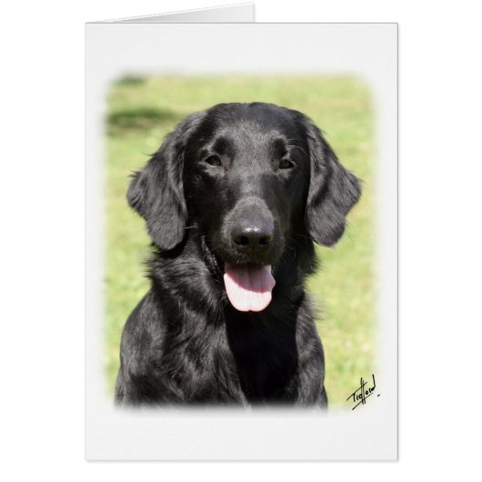 Flat Coated Retriever 9Y040D-040 Cards (Front)